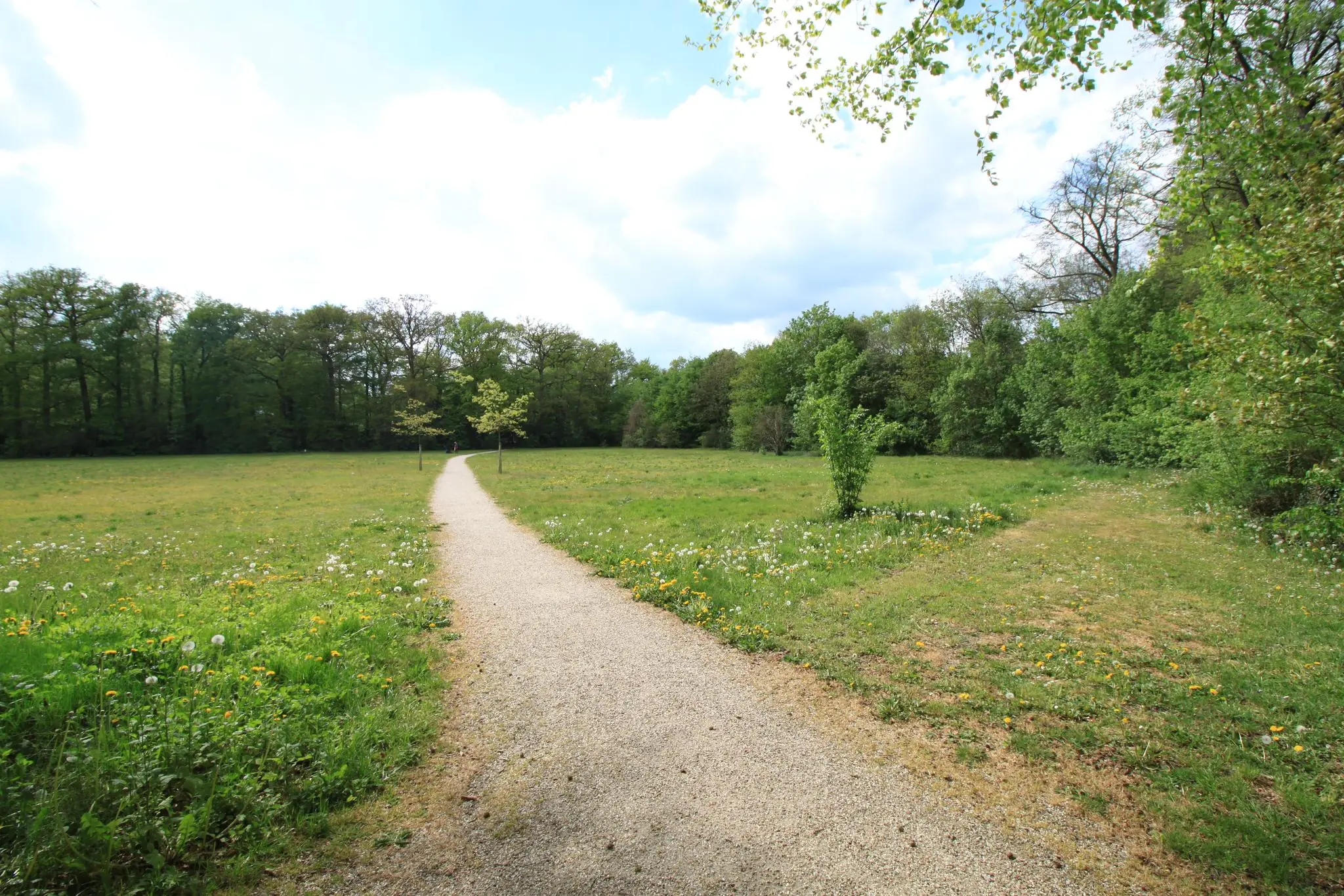 Zandpad langs de Arnhemse Bovenweg leidt door een open grasveld richting een dichtbegroeid bos.